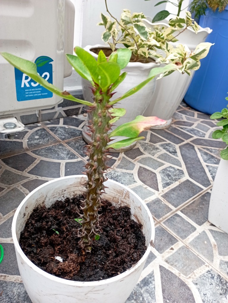 Gieo hạt xong bạn hãy tưới nước nhẹ khoảng 3 lần/ngày để cung cấp đủ độ ẩm cho cây 