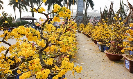 Yellow apricot blossoms: an unmissable flower for Tet celebrations
